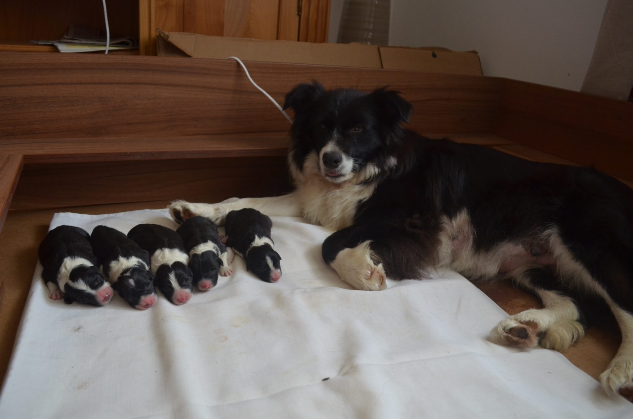 Mother with new litter