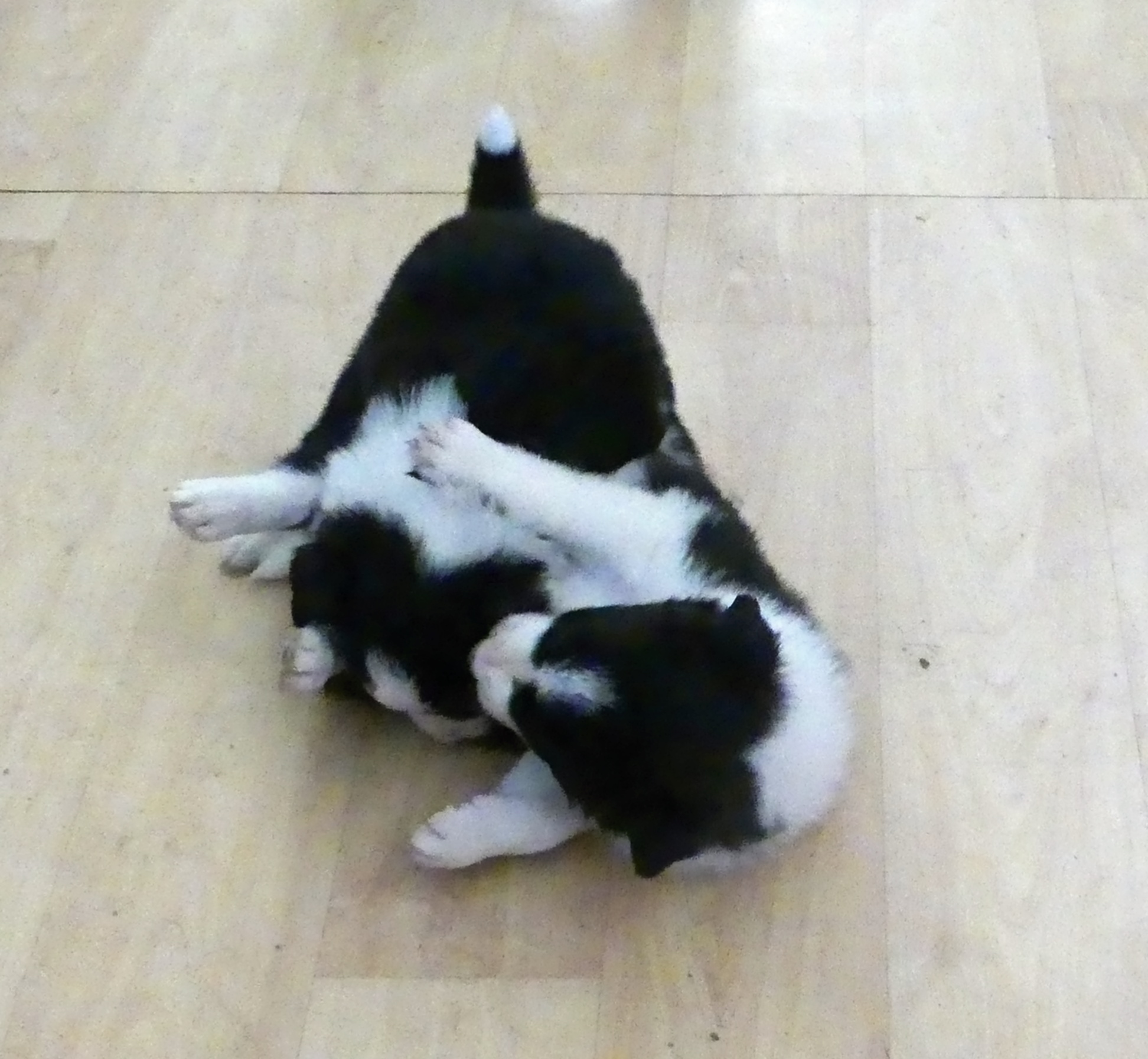 Bobíci3