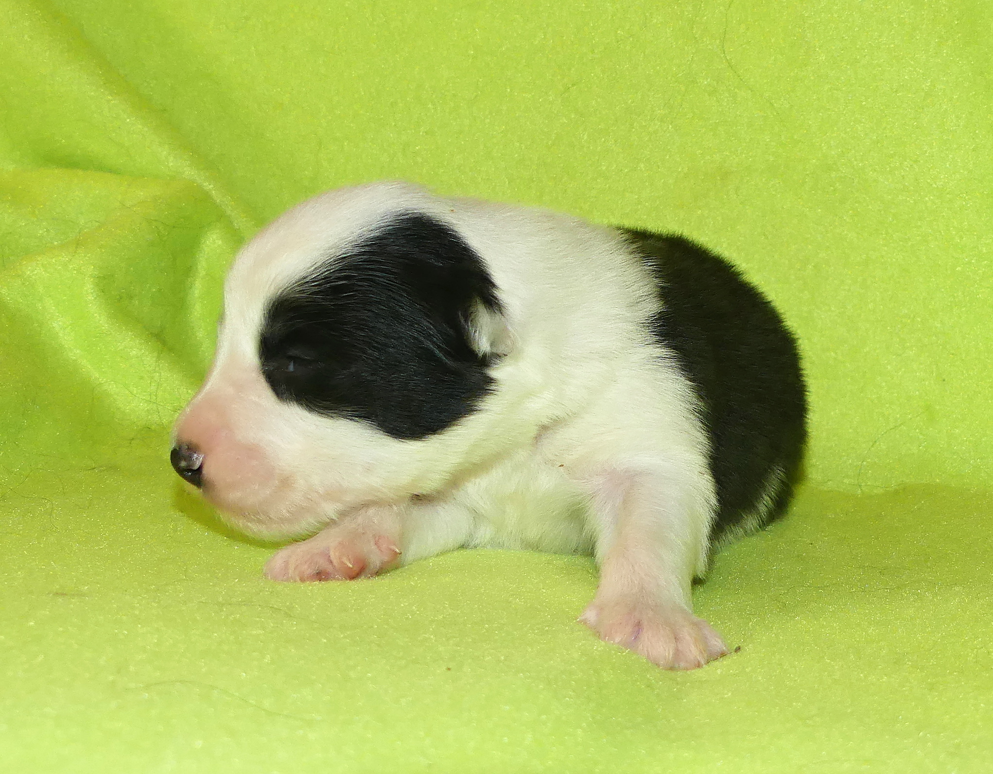 pejsek 4c
