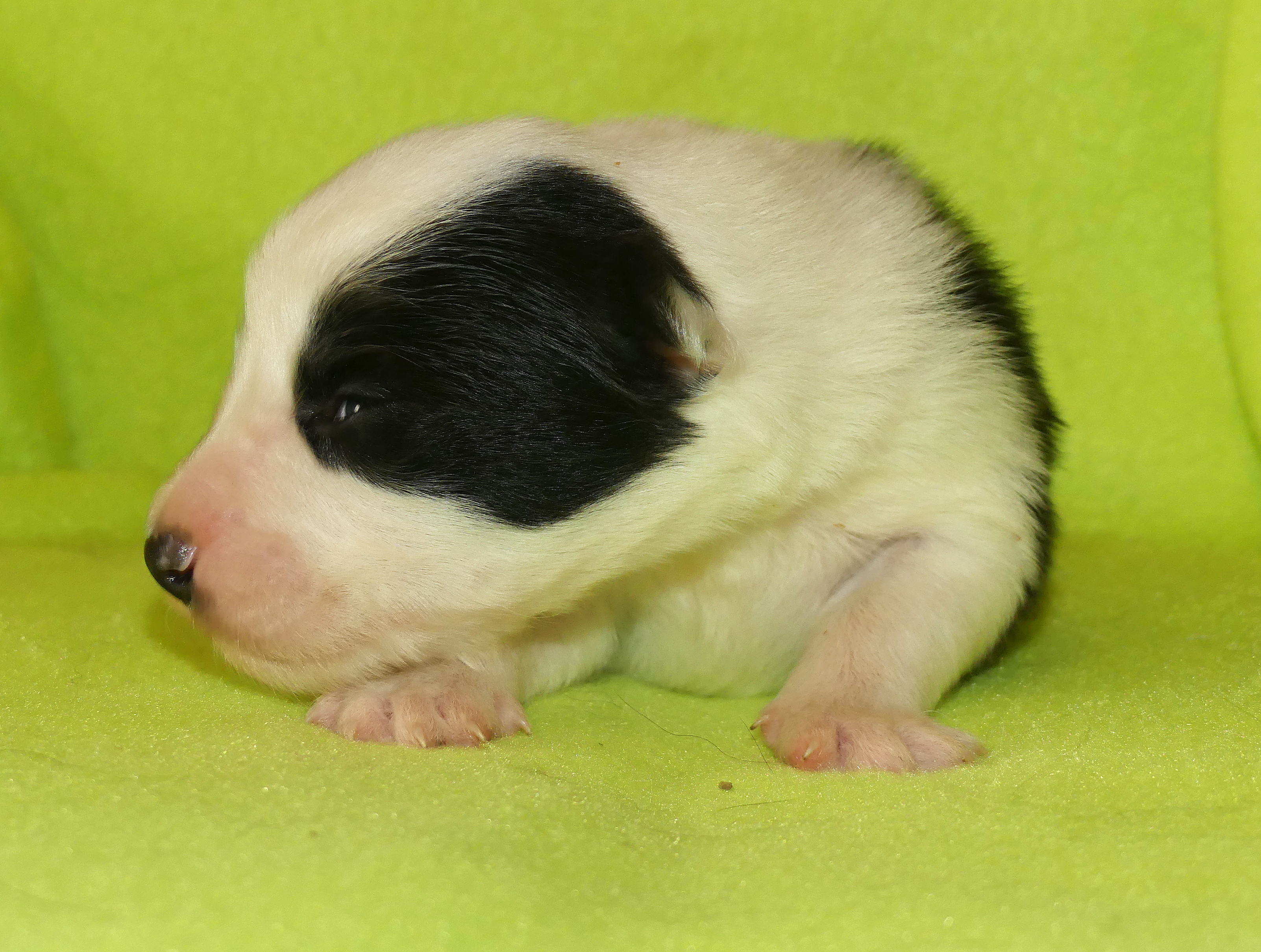 pejsek 4e
