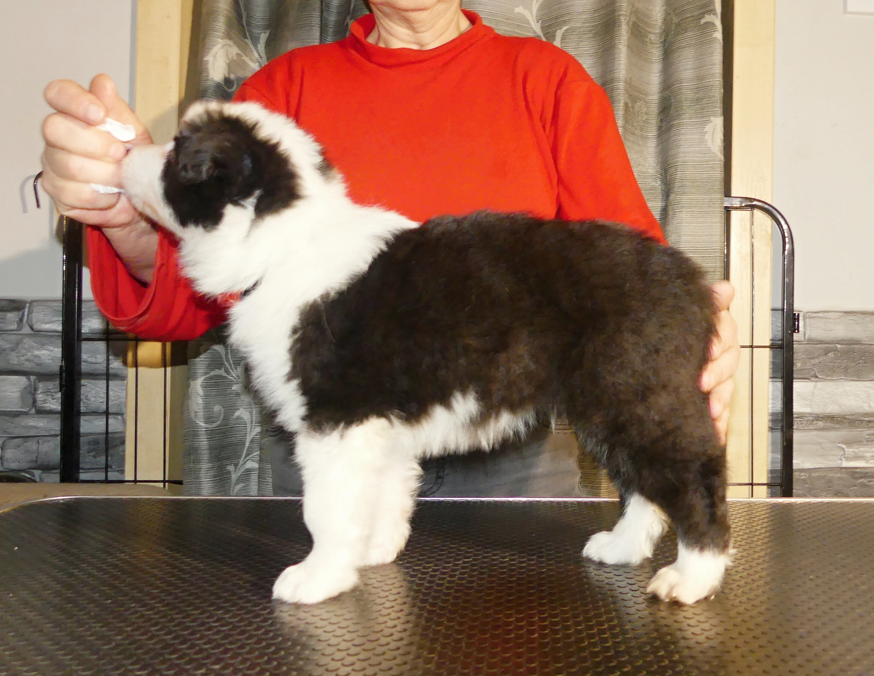 P1010139 výřez pejsek1