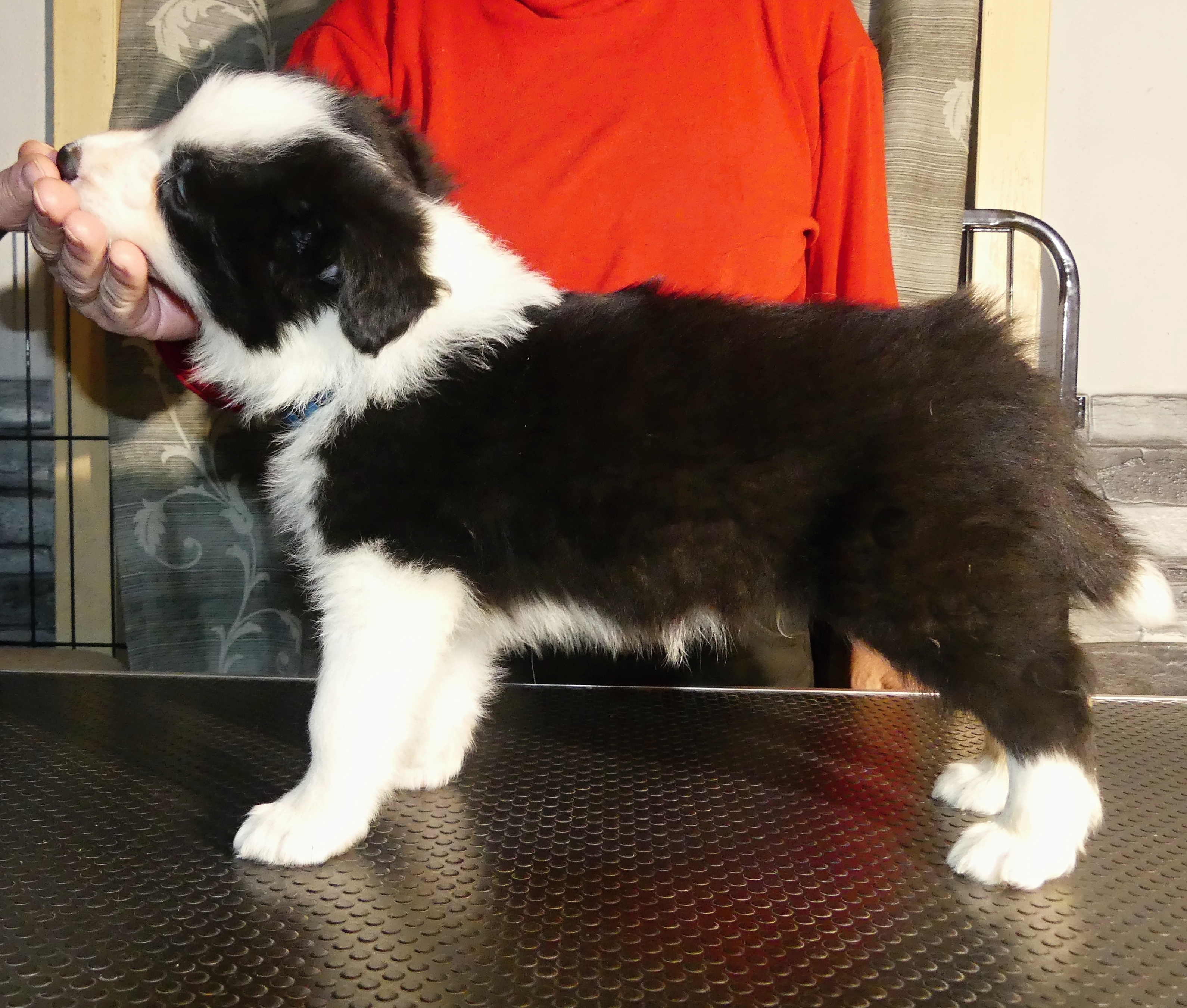 P1010165 výřez2 pejsek2