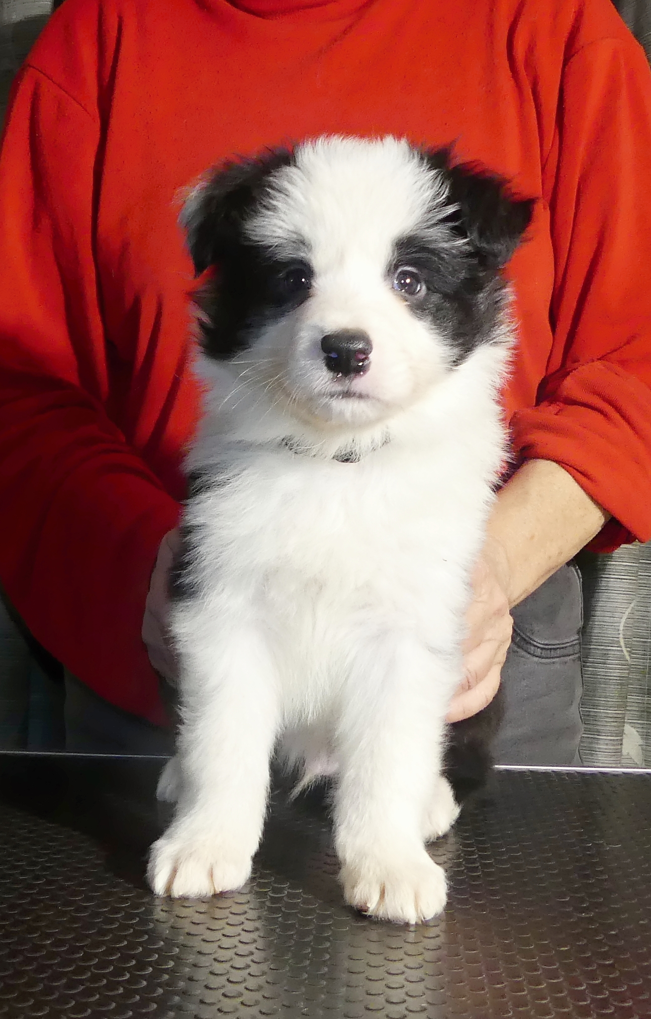 P1010129 výřez pejsek1