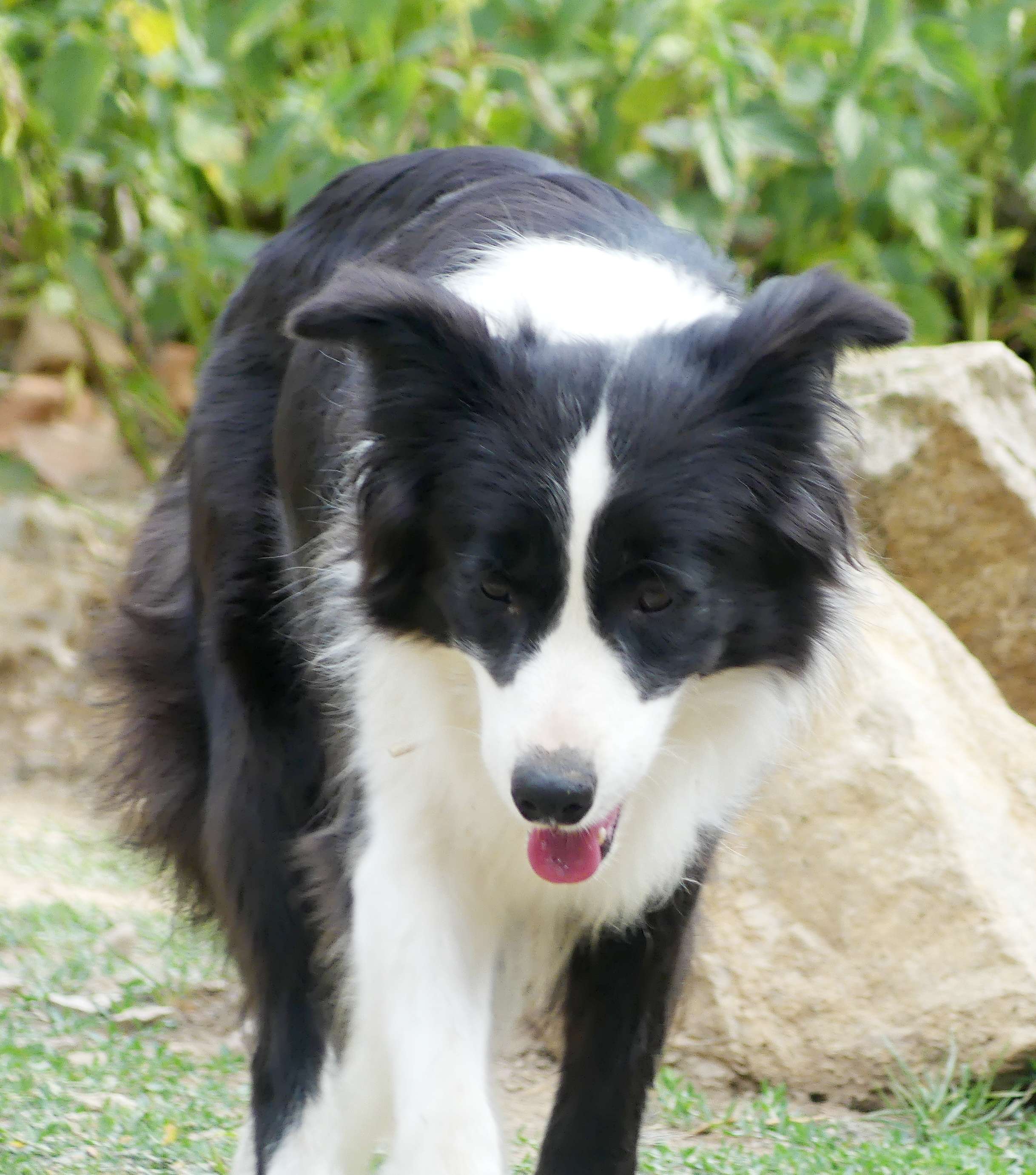 Jessie2
