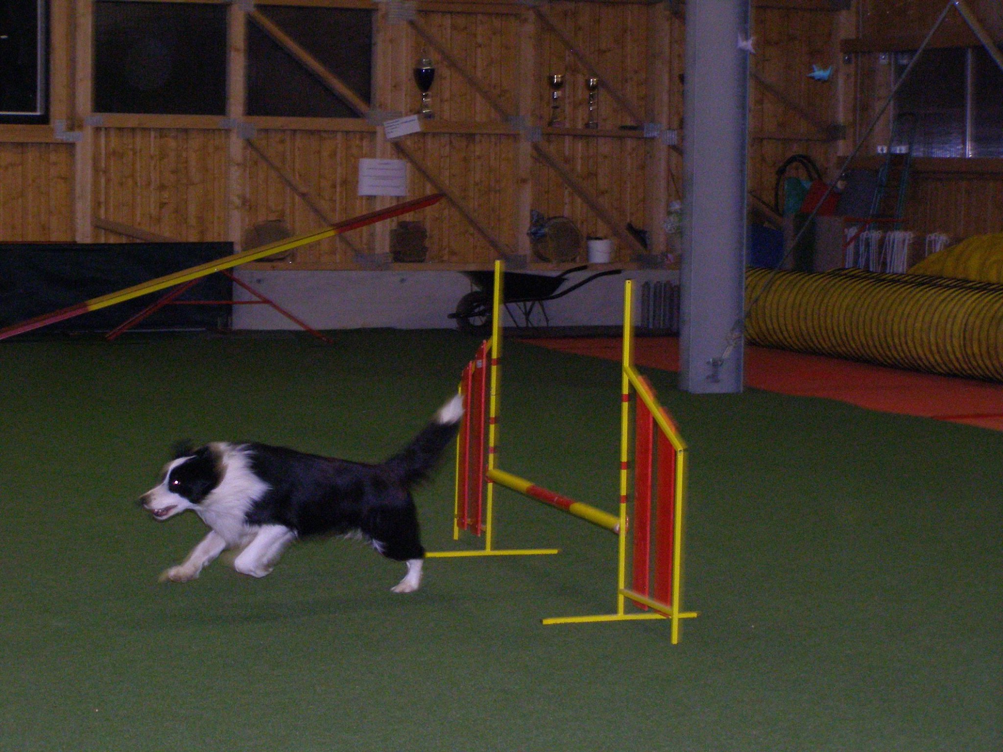 Trening agility - hala Zetor Brno