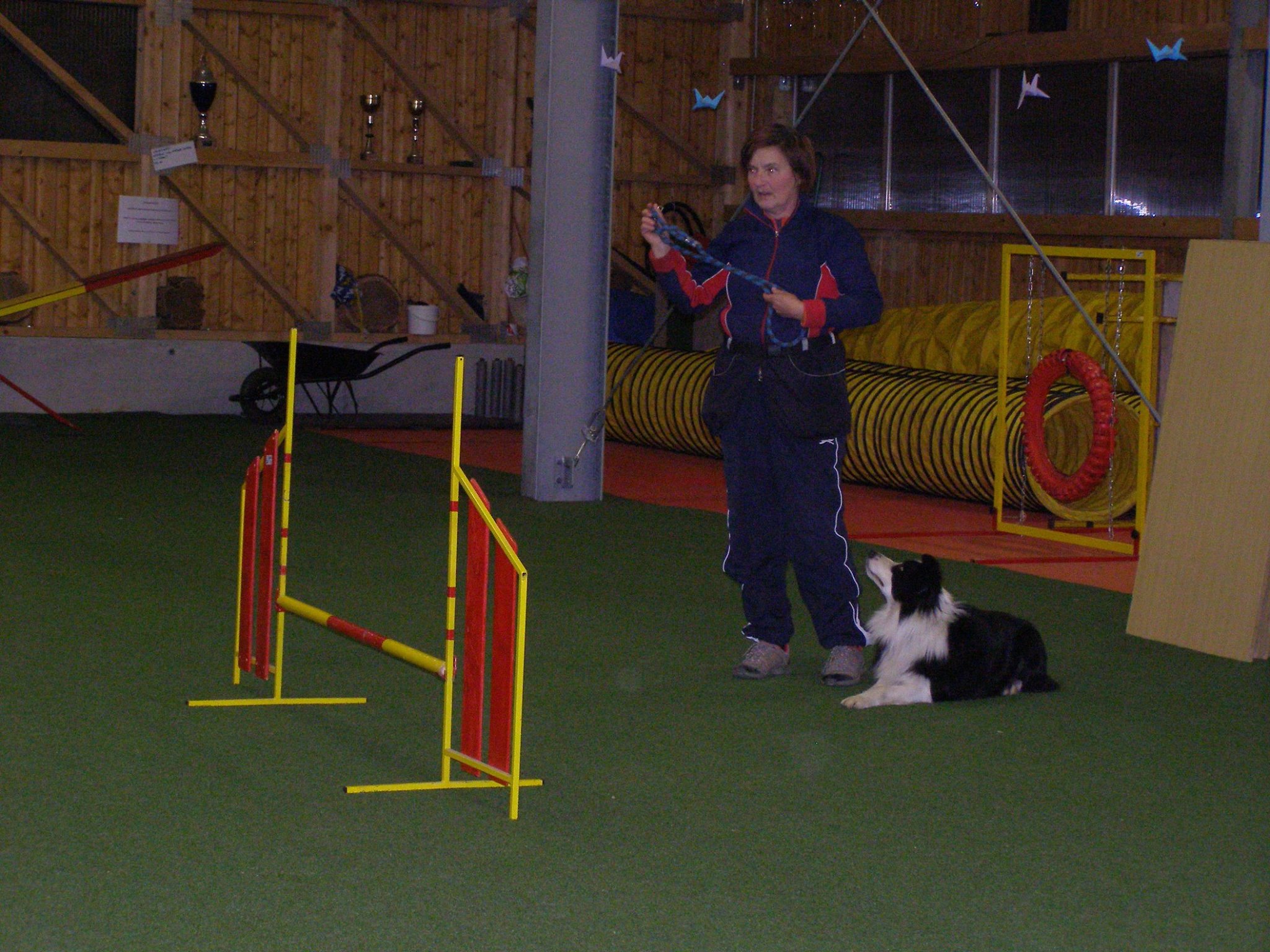 Trening agility - hala Zetor Brno (3)