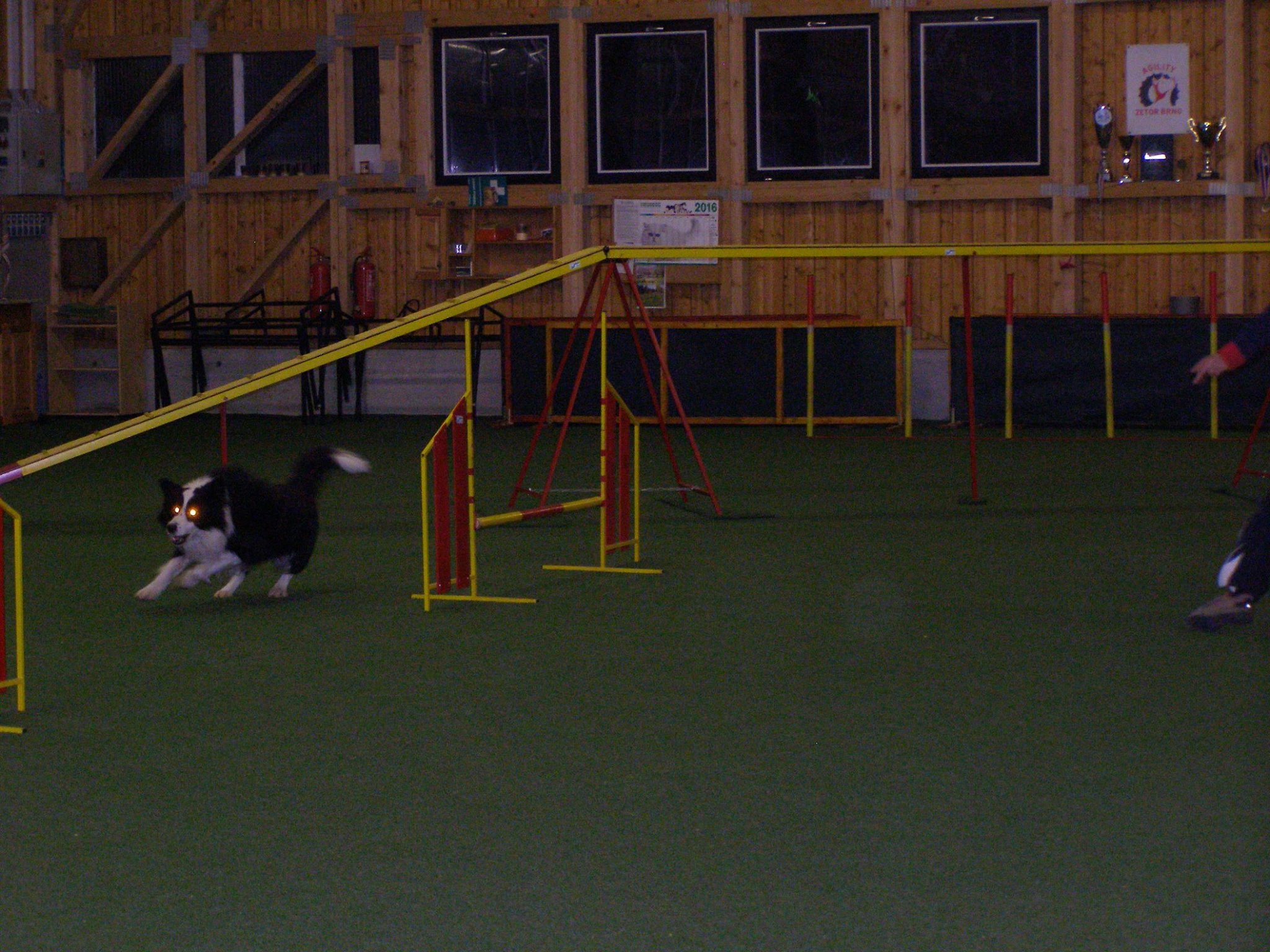 Trening agility - hala Zetor Brno (4)