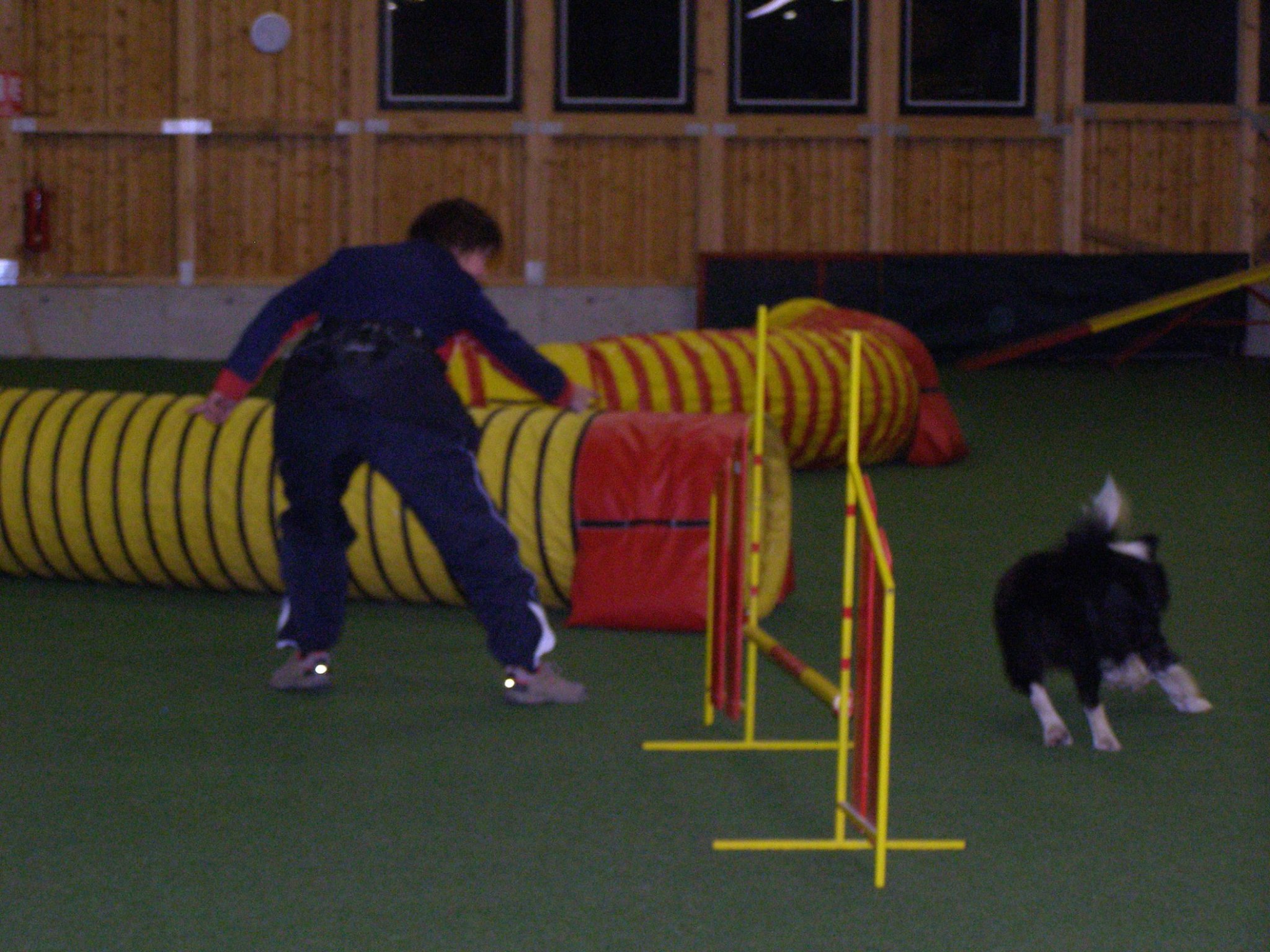 Trening agility - hala Zetor Brno (5)