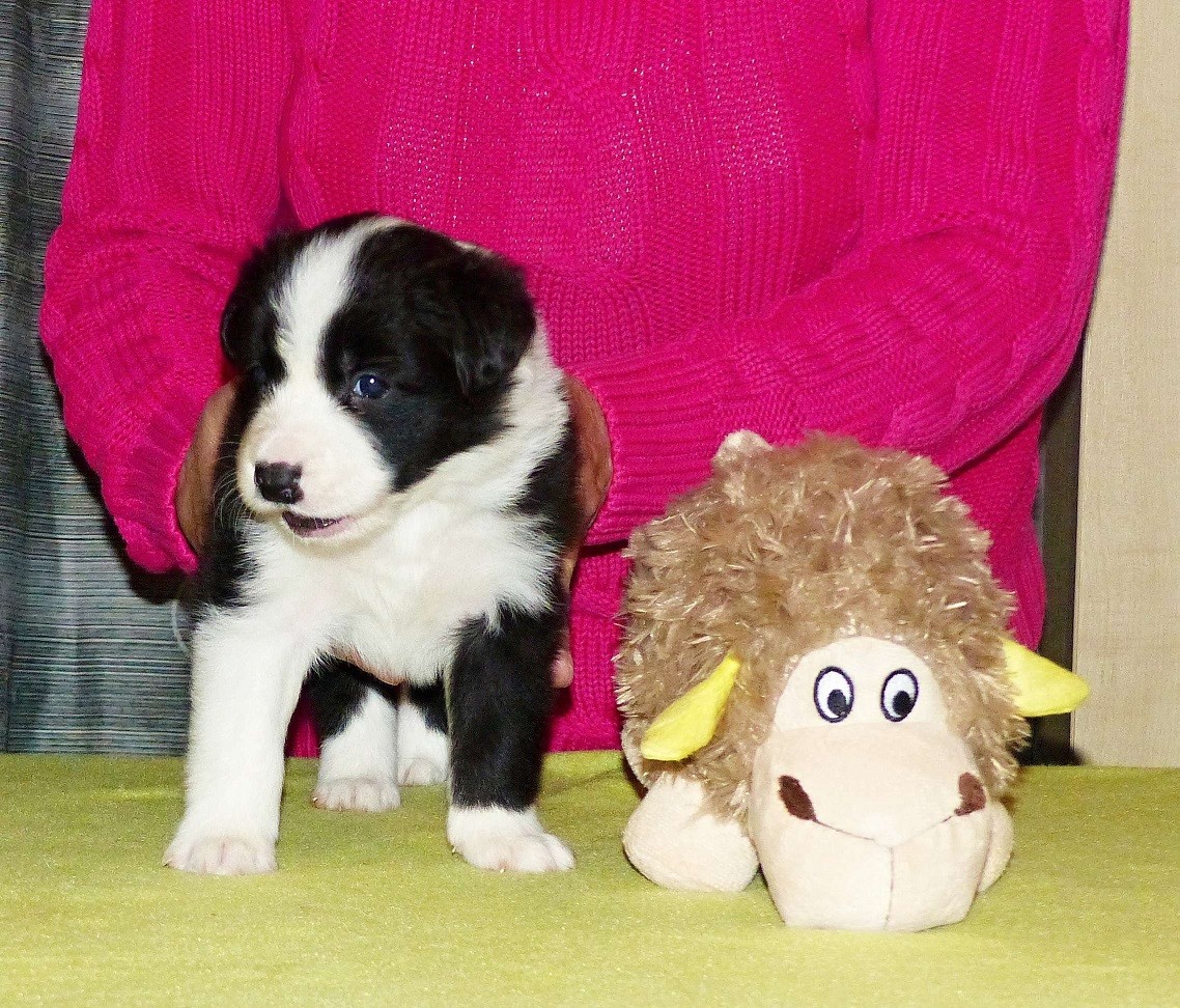 jessie-stene-web.jpg