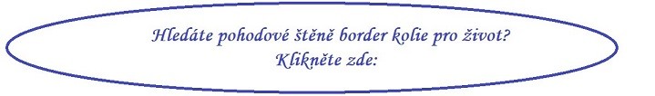 stene-border-kolie.jpg
