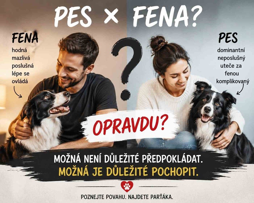 pes-nebo-fena.jpg