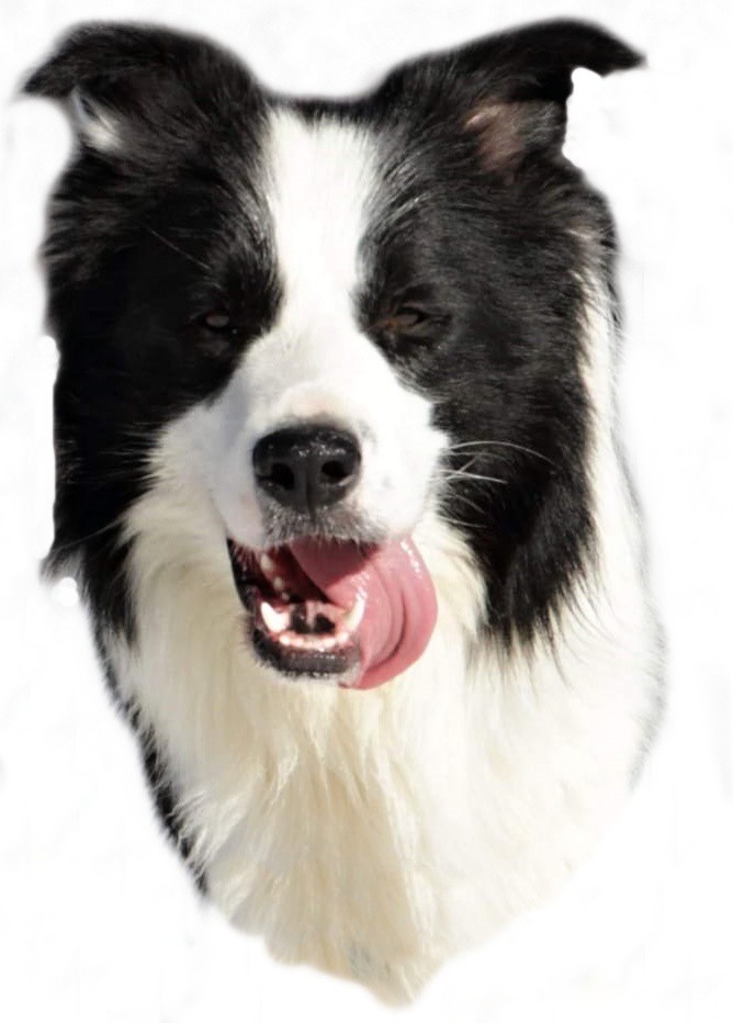 border-collie-magic.jpg